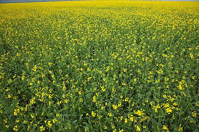 《怪物猎人物语2》新版本更新 Switch现支持全区中文